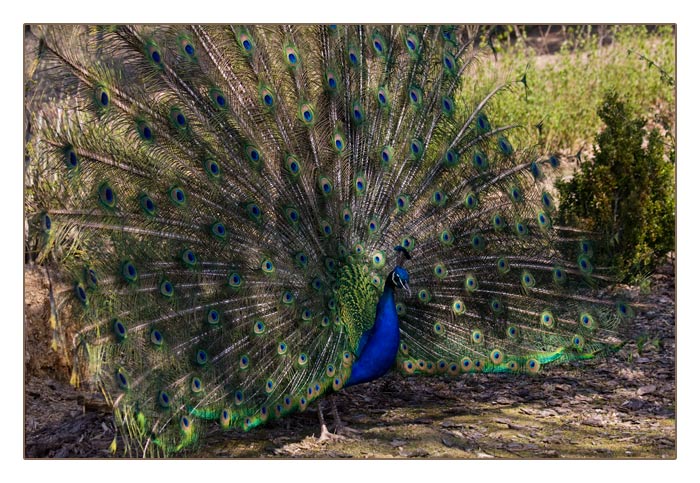 balzender, blauer Pfau