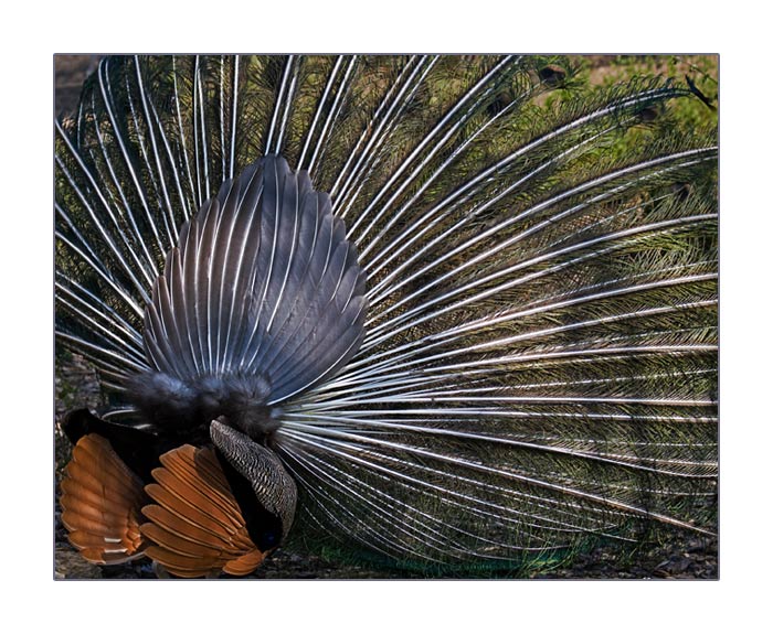Hinteransicht von balzendem, blauen Pfau