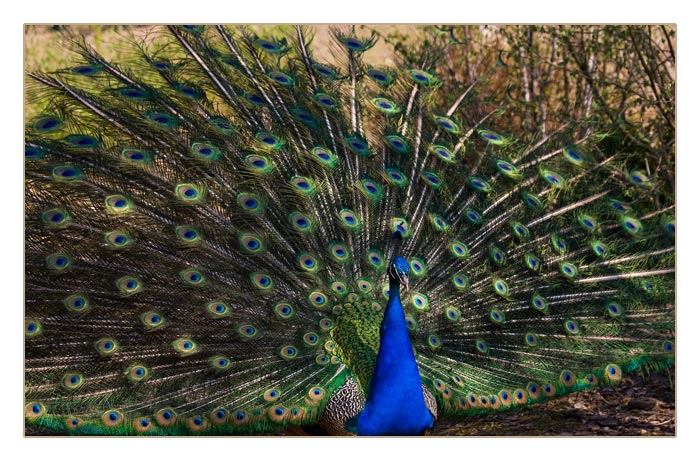 balzender, blauer Pfau