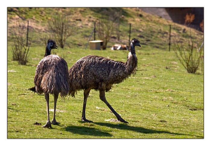australische Emus