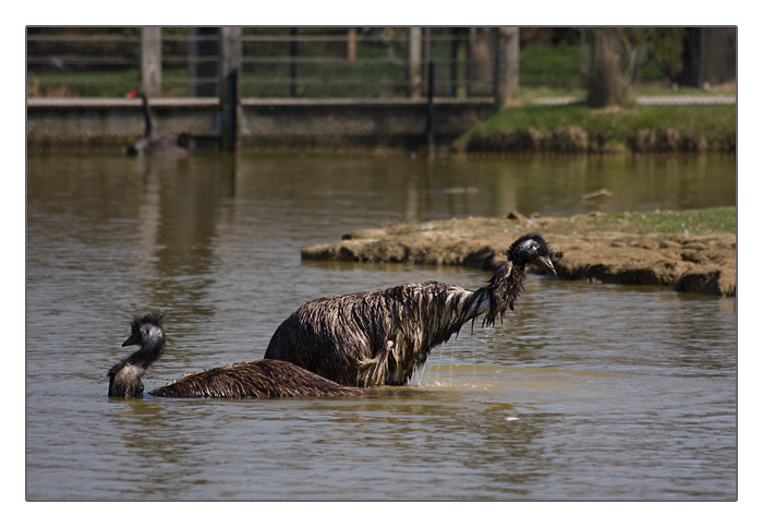 australische Emus beim Baden