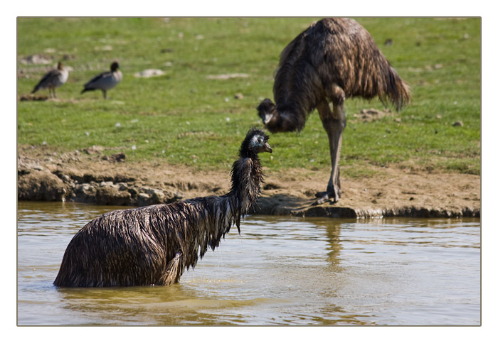 australische Emus beim Baden