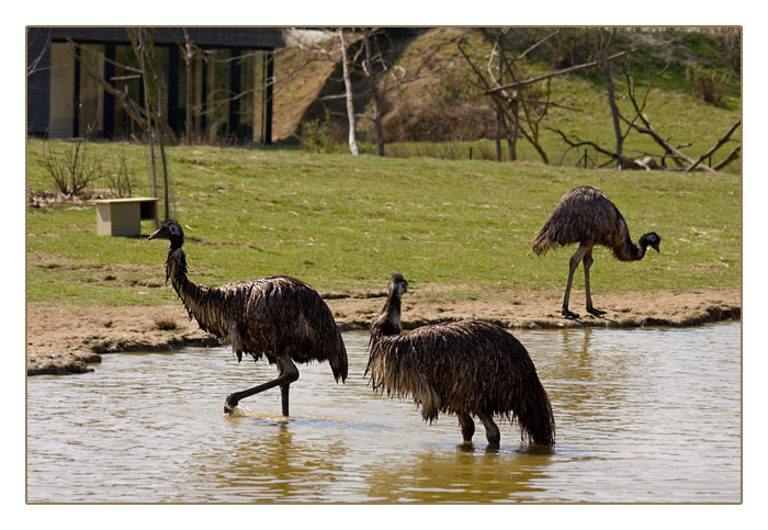 australische Emus beim Baden