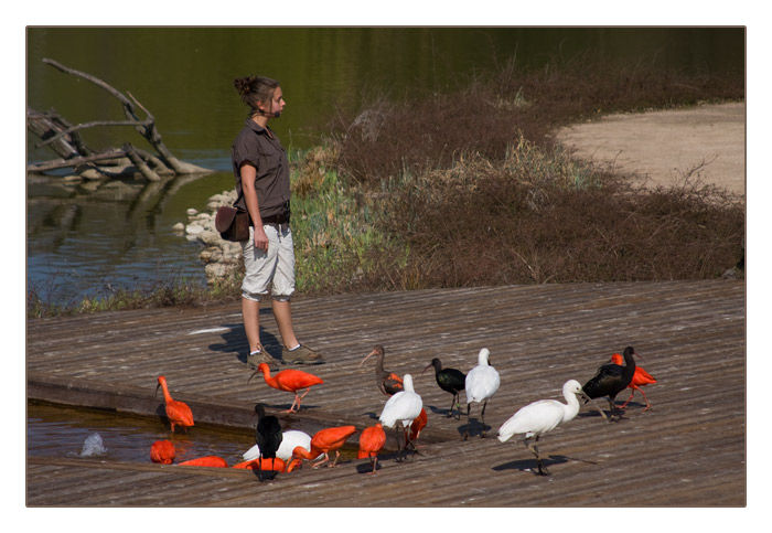 Ibisse, Sichler u. L&ouml;ffler
