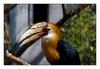 Papuahornvogel