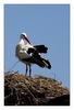 Storch