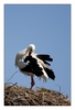 Storch