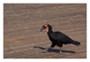 Hornvogel - Ground Hornbill