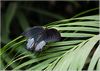 Papilio memnon - Asien 